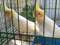 Quşlar qefesler təzədir watsap elaqe — foto 4