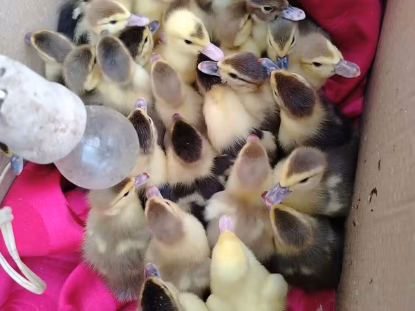 Ducks — Azerbaijan