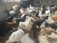 Chickens — عکس 4