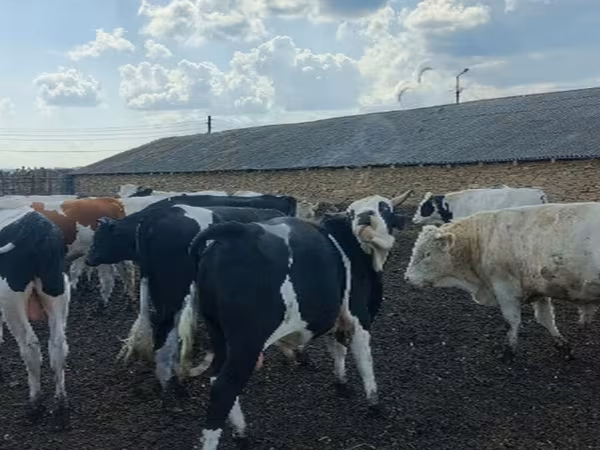วัวตัวผู้, Russian Black pied cattle