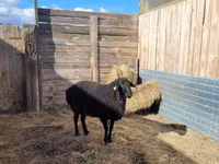 قوچ, Hissar sheep — عکس 6