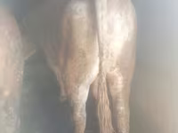 Lembu jantan, Auliyeatinskaya breed — foto 2