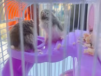 Cırtdan hamsterlər üçün komplekt qəfəs dəsti - Rəng: bənövşəyi — zdjęcie 4