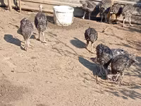 Turkeys — รูปภาพ 2