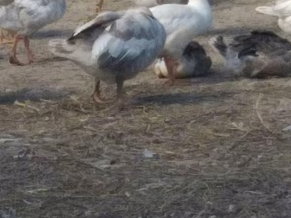 Geese