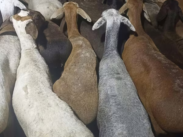 Kambing jantan, Sheep