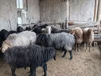 گوسفند (گروه، جنسیت مشخص نشده), Hissar sheep — عکس 1