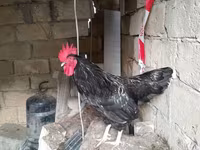 Chickens — عکس 6