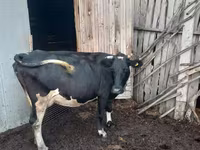 Krava, Russian Black pied cattle — foto 2