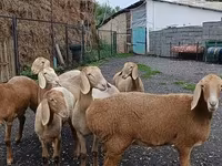 Får, Arashan sheep — foto 8