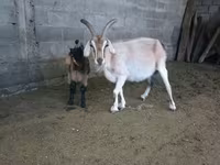 Kambing betina, Beetal goats — foto 3