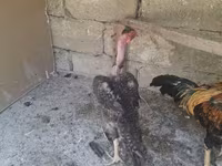 Chickens — fotografija 3