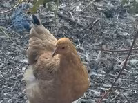 Chickens — عکس 3