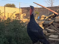 برنزی — عکس 2