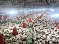 Chickens — foto 4