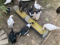Ducks — 7 зураг