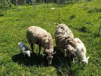 Κριός, Katum sheep — φωτογραφία 3