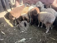 Cavallo, Cavalli — foto 1