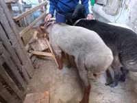 مینڈھا, Rhon sheep — تصویر 2
