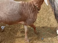 Beran, Katum sheep — foto 4