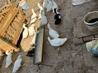 Ducks — الصورة 4