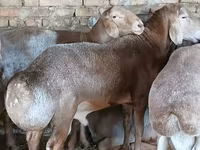 숫양, Arashan sheep — 사진 7