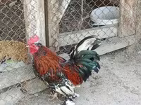 Chickens — 2 зураг
