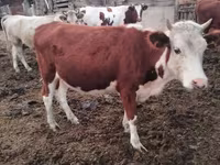 Mucca, Simmental cattle — foto 2