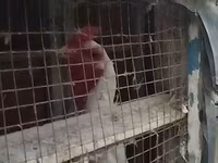 Chickens — عکس 3