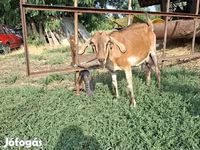Capra, Capre — foto 5