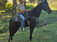 Kuda betina, Tennessee Walking Horse — foto 1