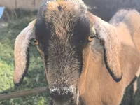 Kambing jantan, Alpine goat — foto 5