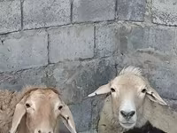 Pecora, Pecore — foto 6