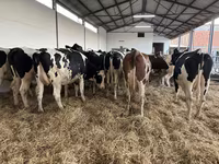 İnek, Holstein ırkı — foto 1
