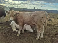 Tyre, Latvian Blue cattle — foto 6