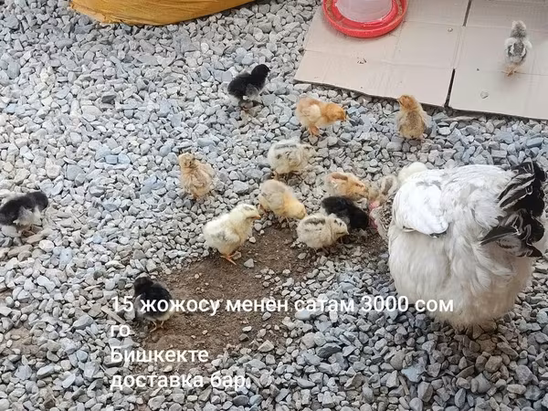 Chickens — Киргизстан