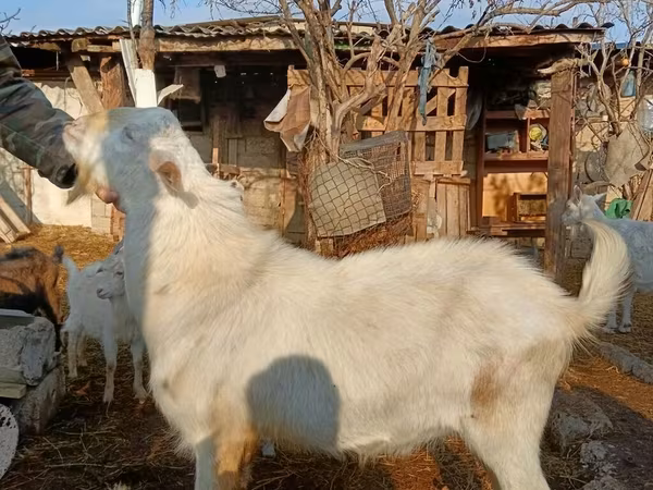 Billy Goat, Saanen goat — Azerbaijan