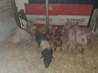 公猪, Pigs — 照片 2