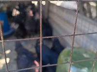Chickens — Foto 6