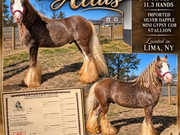 ม้าตัวผู้, Gypsy horse