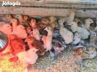 Brahma — foto 1