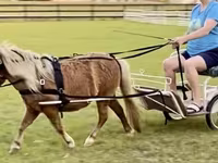 گھوڑا, Miniature horse — تصویر 7