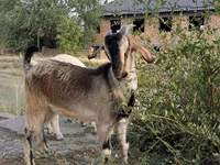 Kozel, Saanen goat — foto 2