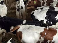 मवेशी (लॉट, लिंग निर्दिष्ट नहीं), Simmental cattle — फ़ोटो 2