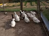 Német Pekin — 6. fotó