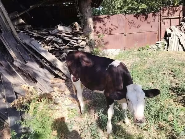 雄牛, 牛 — カザフスタン