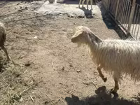 گوسفند (گروه، جنسیت مشخص نشده), گوسفند — عکس 3