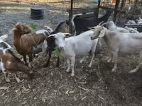 بز ماده, Nubian Goat — عکس 5