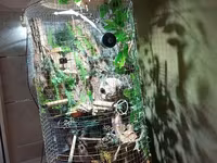 Unikal şaquli terrarium/volyer – dekorativ ağac gövdəsi və təbii — foto 2