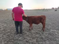 Lo’, Red Steppe Cow — sawirka 5